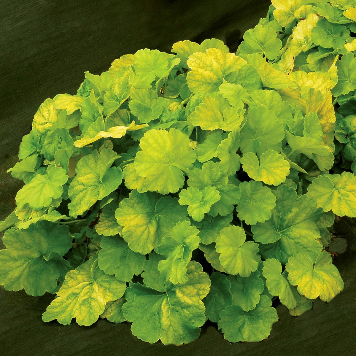 Heuchera 'TNHEUNEL' ~ Northern Exposure™ Lime Heuchera