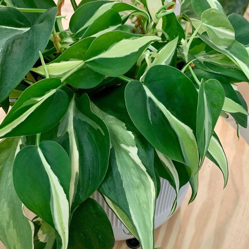 Philodendron Hederaceum Silver Stripe ‘Rio’ ~ Rio Philodendron