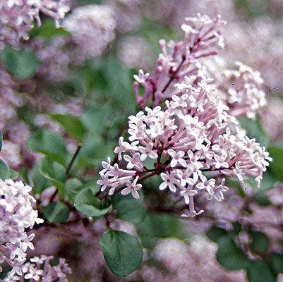 Syringa meyeri 'Palibin' ~ Dwarf Korean Lilac