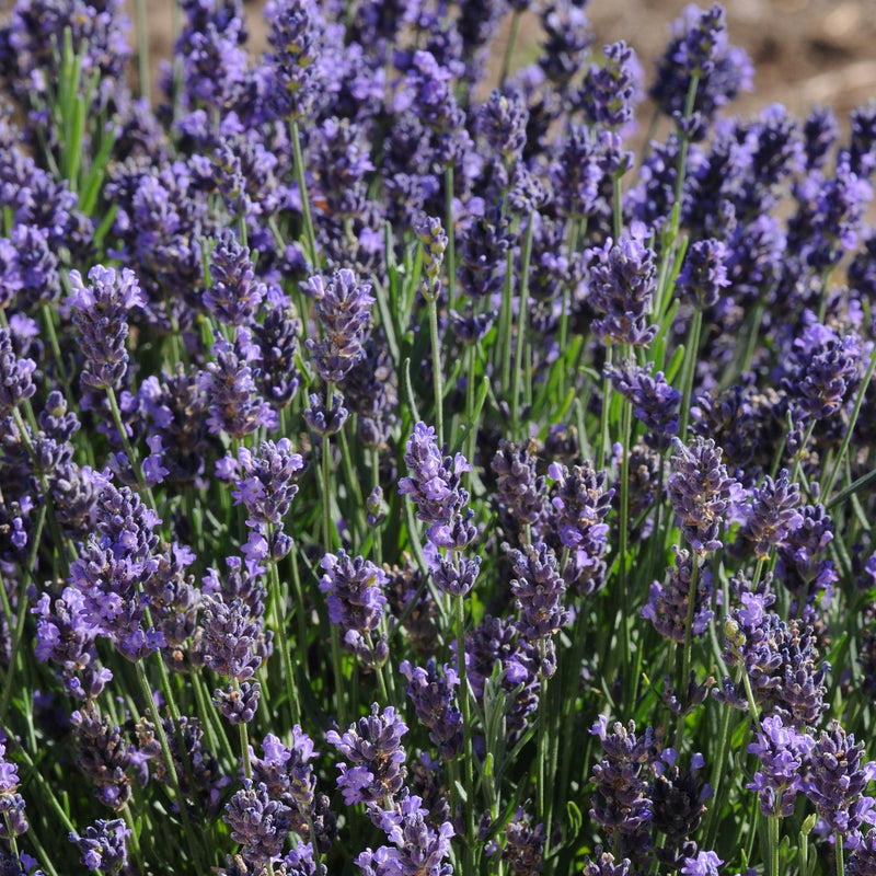 Lavandula angustifolia 'SuperBlue' ~ Super Blue English Lavender