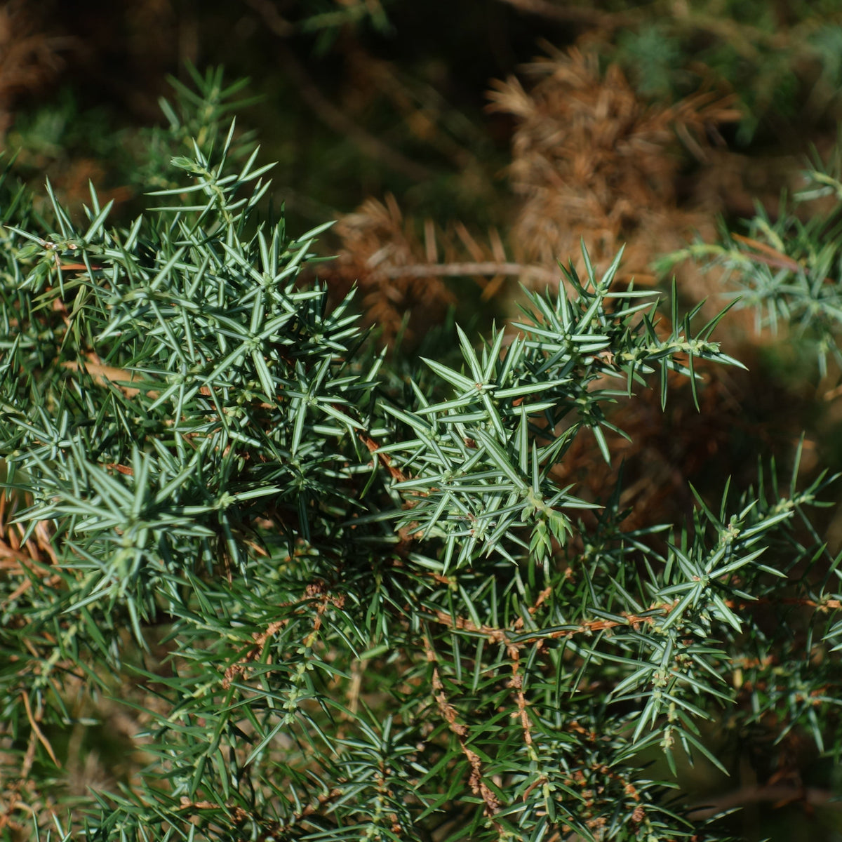 Juniperus communis 'Compressa' ~ Pencil Point Juniper