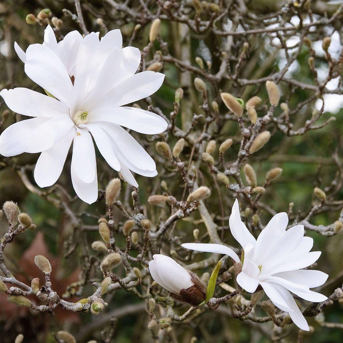 Magnolia stellata ~ Star Magnolia