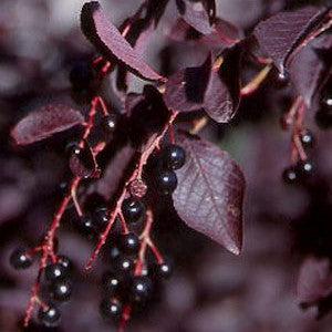 Prunus virginiana 'Canada Red' ~ Canada Red Chokecherry