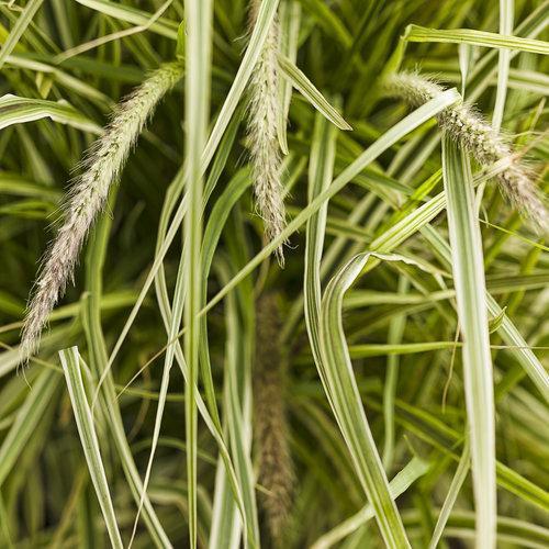 Pennisetum setaceum  'Sky Rocket' PP21,497 ~ Graceful Grasses® Sky Rocket Fountain Grass