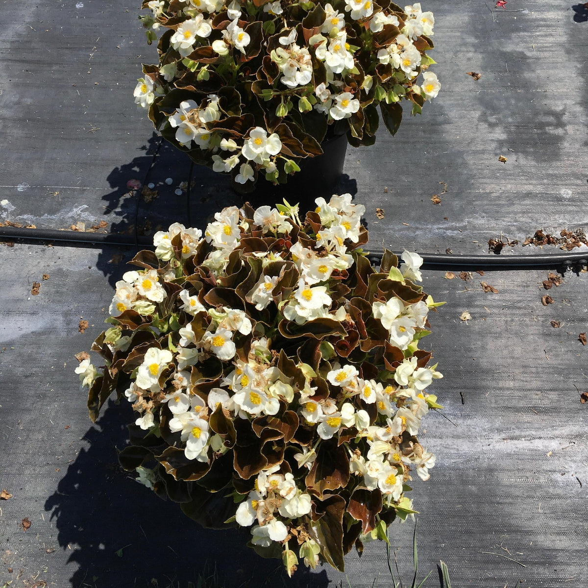 Begonia 'Bowler Bronze Leaf White' ~ Bowler™ Bronze Leaf White Begonia