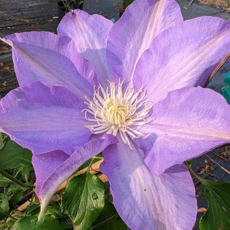 Clematis 'H.F. Young' ~ H.F. Young Clematis