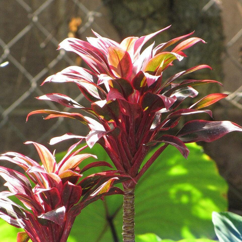 Cordyline fruticosa 'Red Hawaiian Compacta' ~ Compact Red Hawaiian Ti Plant