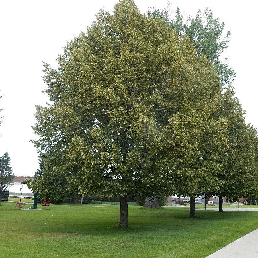 Tilia cordata 'PNI 6025' ~ Greenspire™ Linden