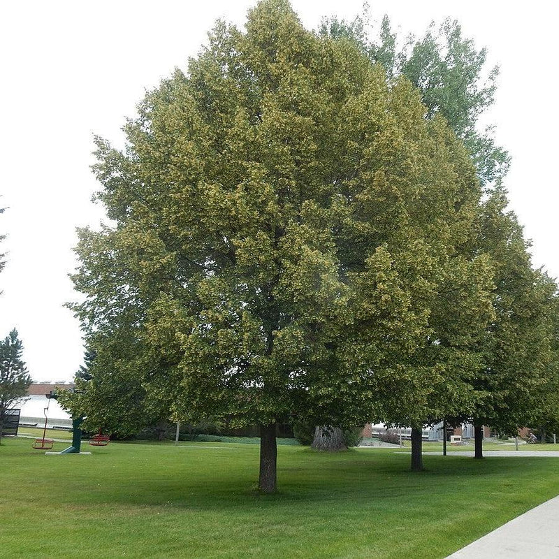 Tilia cordata 'PNI 6025' ~ Greenspire™ Linden