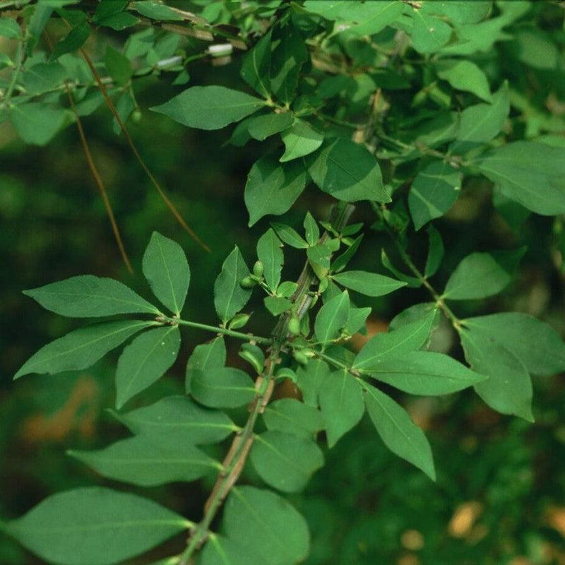 Euonymus alatus ~ Burning Bush