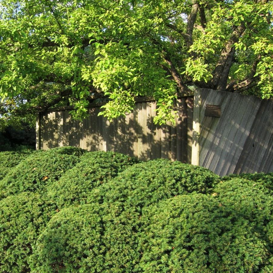 Taxus x media 'Wardii' ~ Ward's Yew