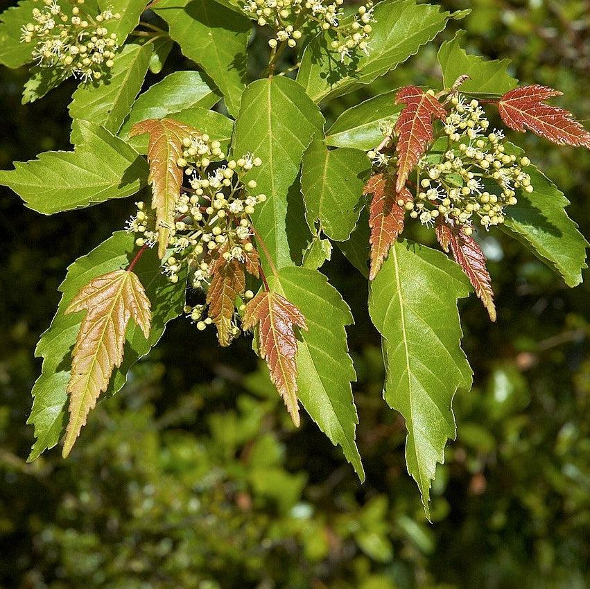 Acer ginnala ~ Amur Maple