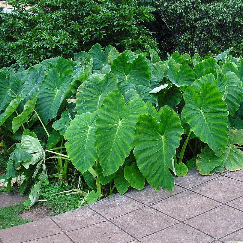 Colocasia esculenta ~ Elephant Ear