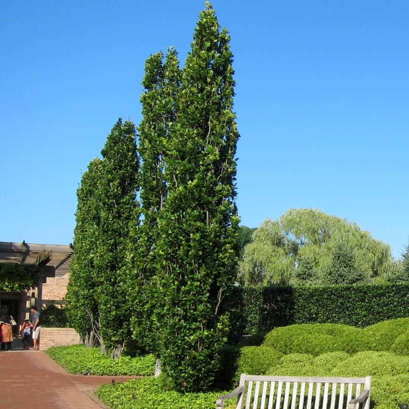 Thuja occidentalis 'Pyramidalis' ~ Pyramidal Arborvitae