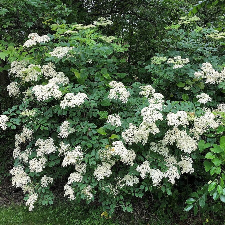 Sambucus nigra canadensis ~ Common Elderberry, American Elderberry