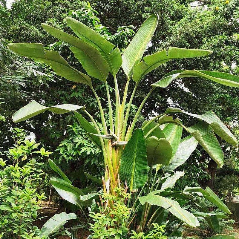 Strelitzia nicolai ~ White Bird of Paradise