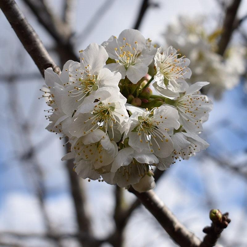 Prunus cerasus 'Montmorency' ~ Montmorency Cherry Tree