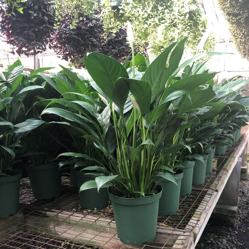 Spathiphyllum ~ Peace Lily