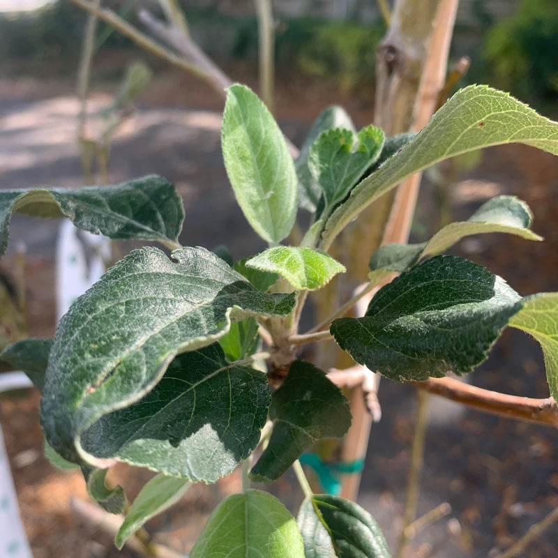 Malus pumila 'Honeycrisp' ~ Honeycrisp Apple