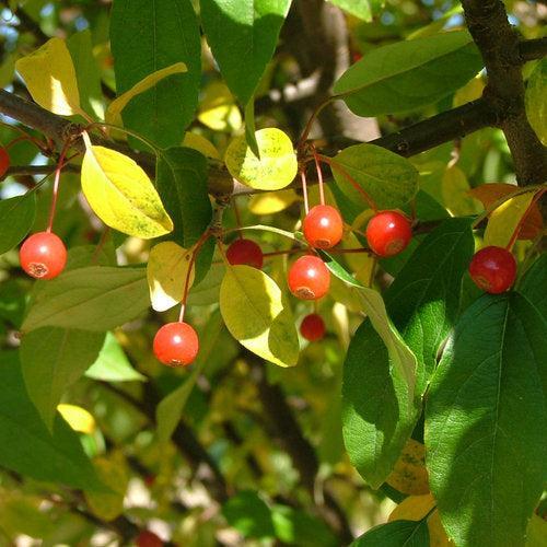 Malus x 'Lollizam' ~ PW® Lollipop® Crabapple