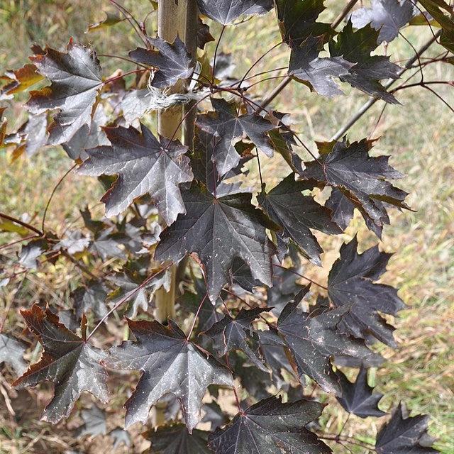 Acer platanoides 'Royal Red' ~ Royal Red Norway Maple