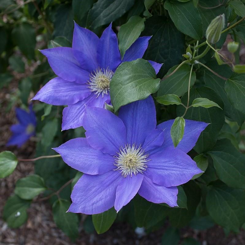 Clematis 'H.F. Young' ~ H.F. Young Clematis