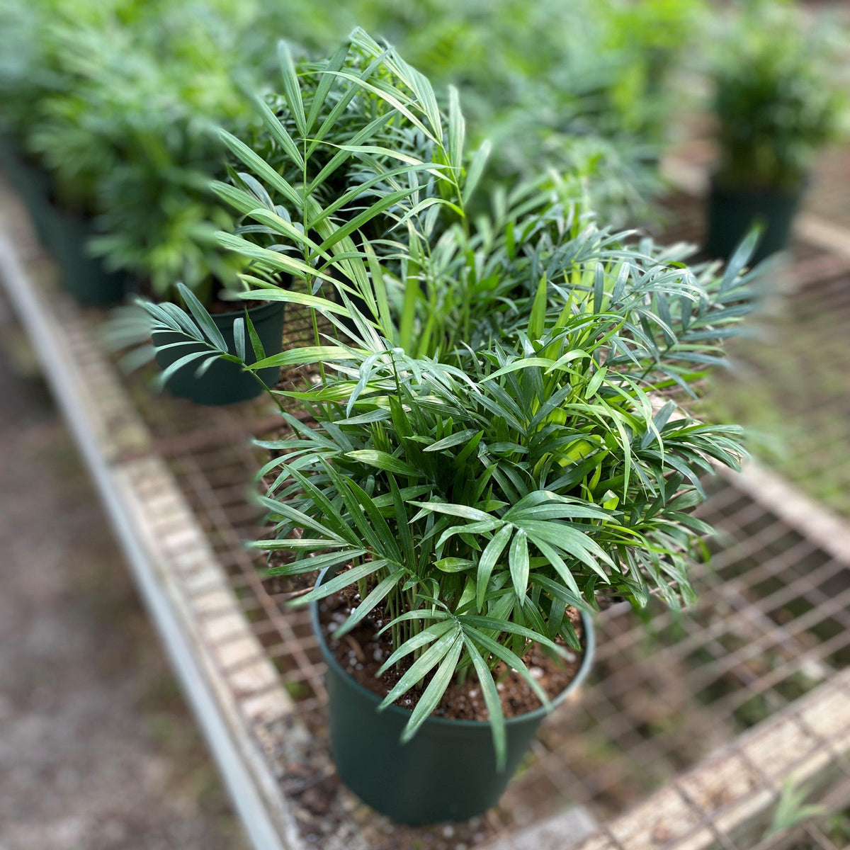 Chamaedorea elegans ~ Parlor Palm, Miniature Palm