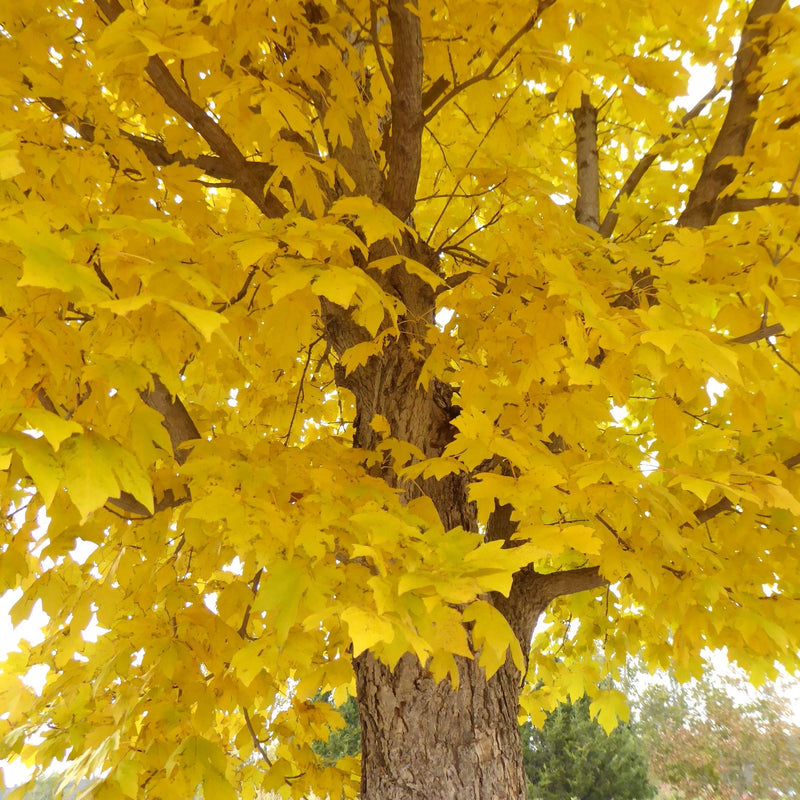 Acer miyabei 'Morton' ~ State Street™ Maple