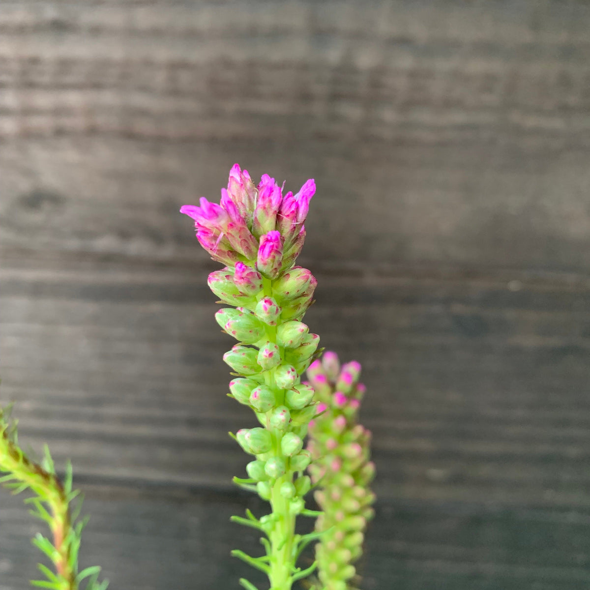 Liatris spicata ~ Marsh Blazing Star, Gayfeather