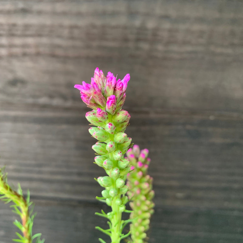 Liatris spicata ~ Marsh Blazing Star, Gayfeather