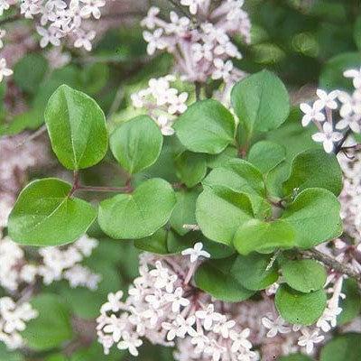Syringa meyeri 'Palibin' ~ Dwarf Korean Lilac