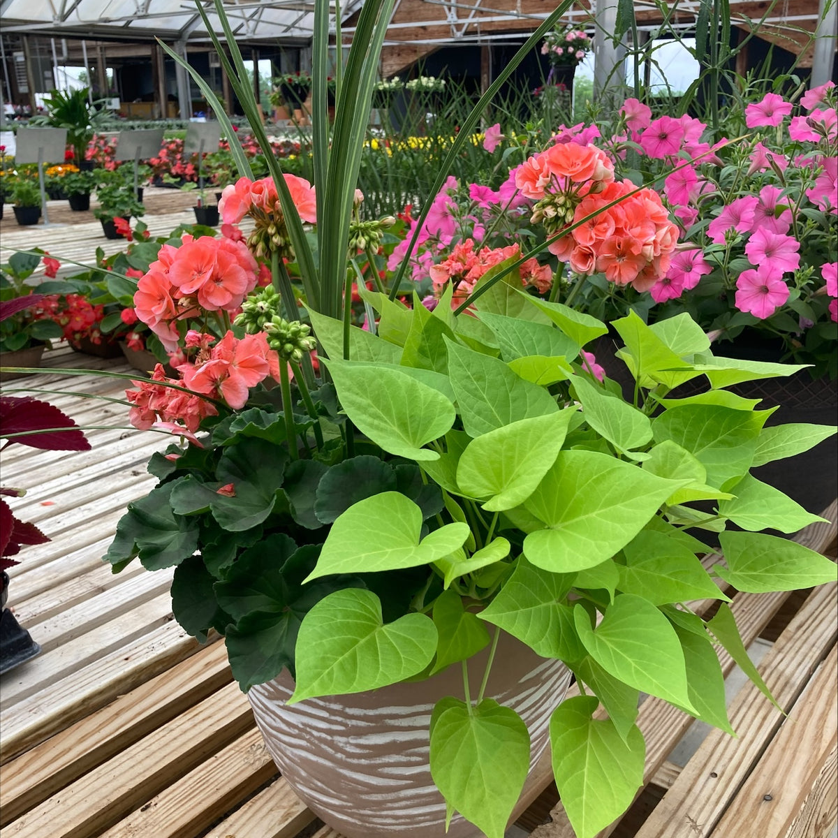 Girls' Night Out Porch Planters - Ticket