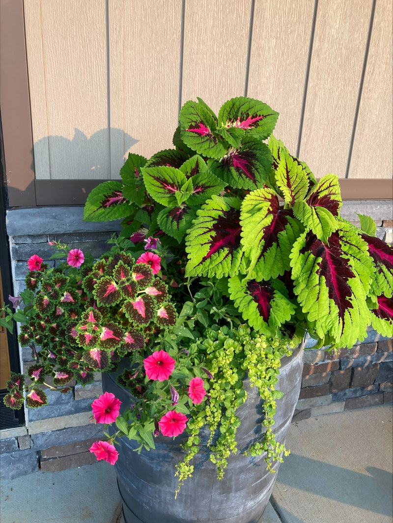 Girls' Night Out Porch Planters - Ticket
