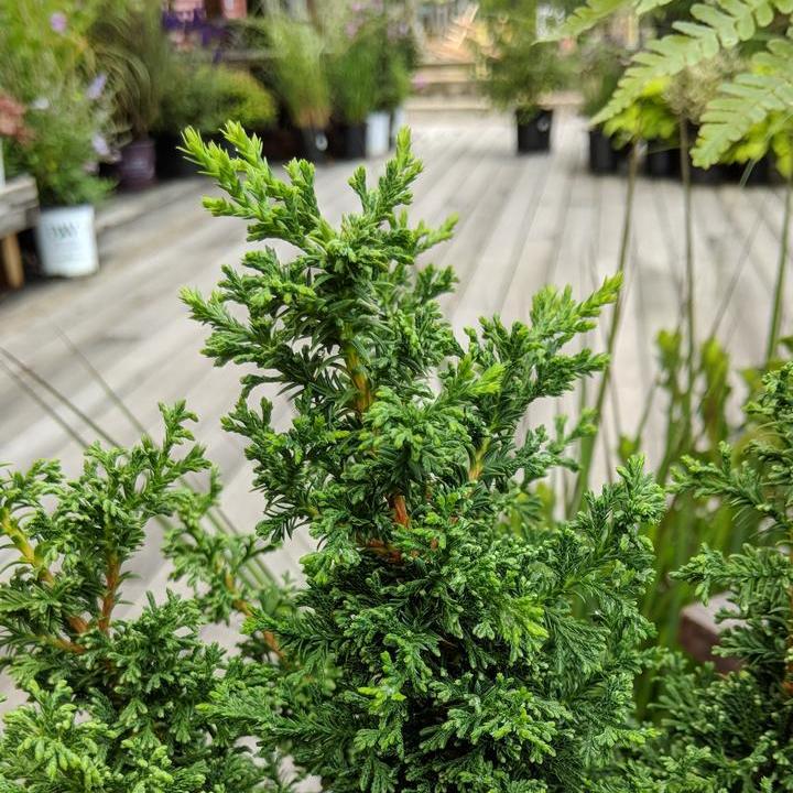 Chamaecyparis Thyoides 'Top Point' ~ Top Point Dwarf White Cedar