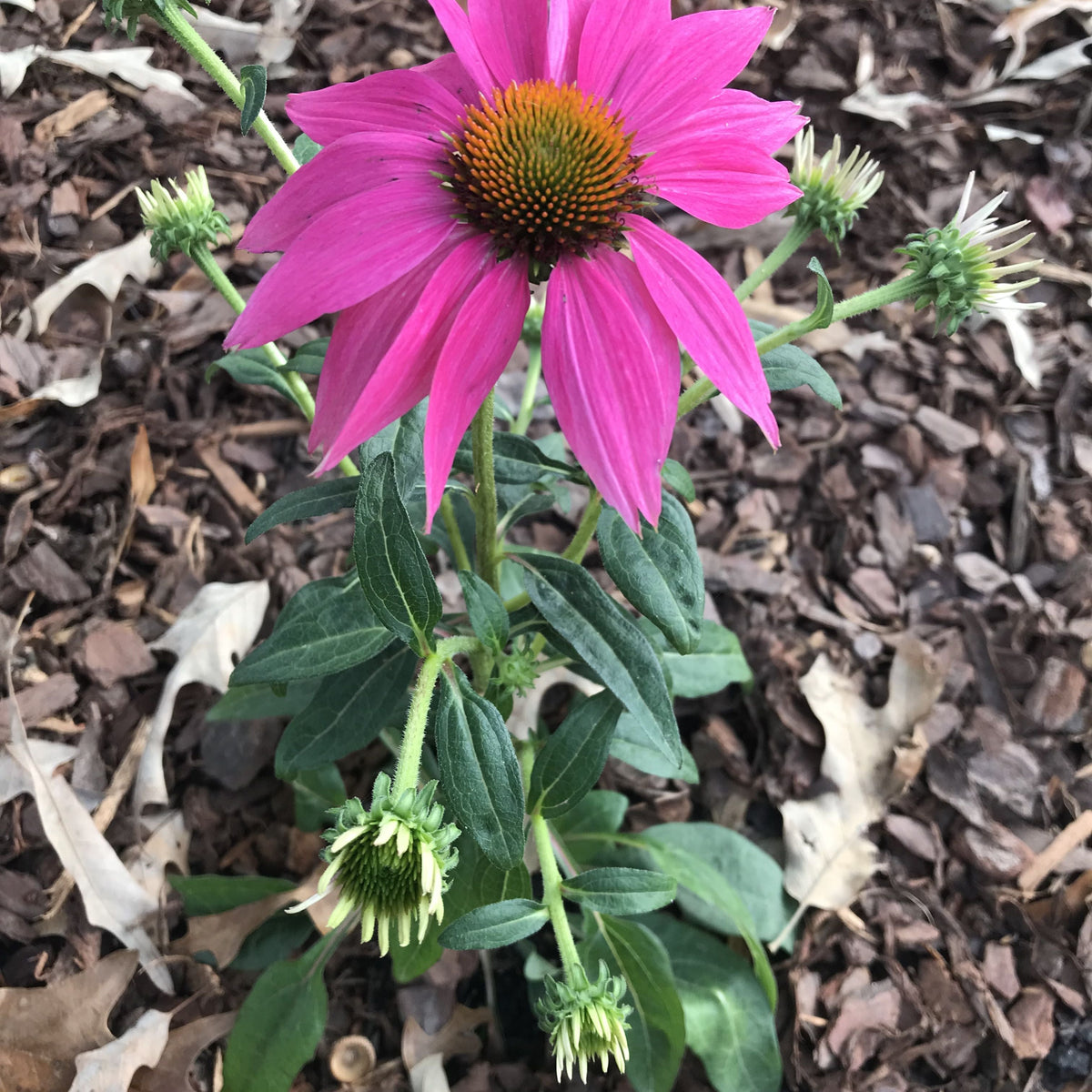 Echinacea purpurea 'PAS702917' ~ PowWow® Wild Berry Echinacea, Coneflower