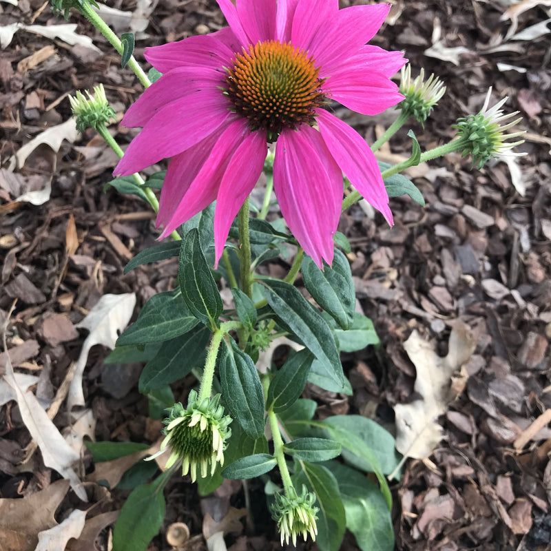 Echinacea purpurea 'PAS702917' ~ PowWow® Wild Berry Echinacea, Coneflower