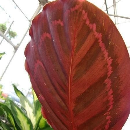 Calathea roseopicta 'Medallion' ~ Medallion Painted Prayer Plant