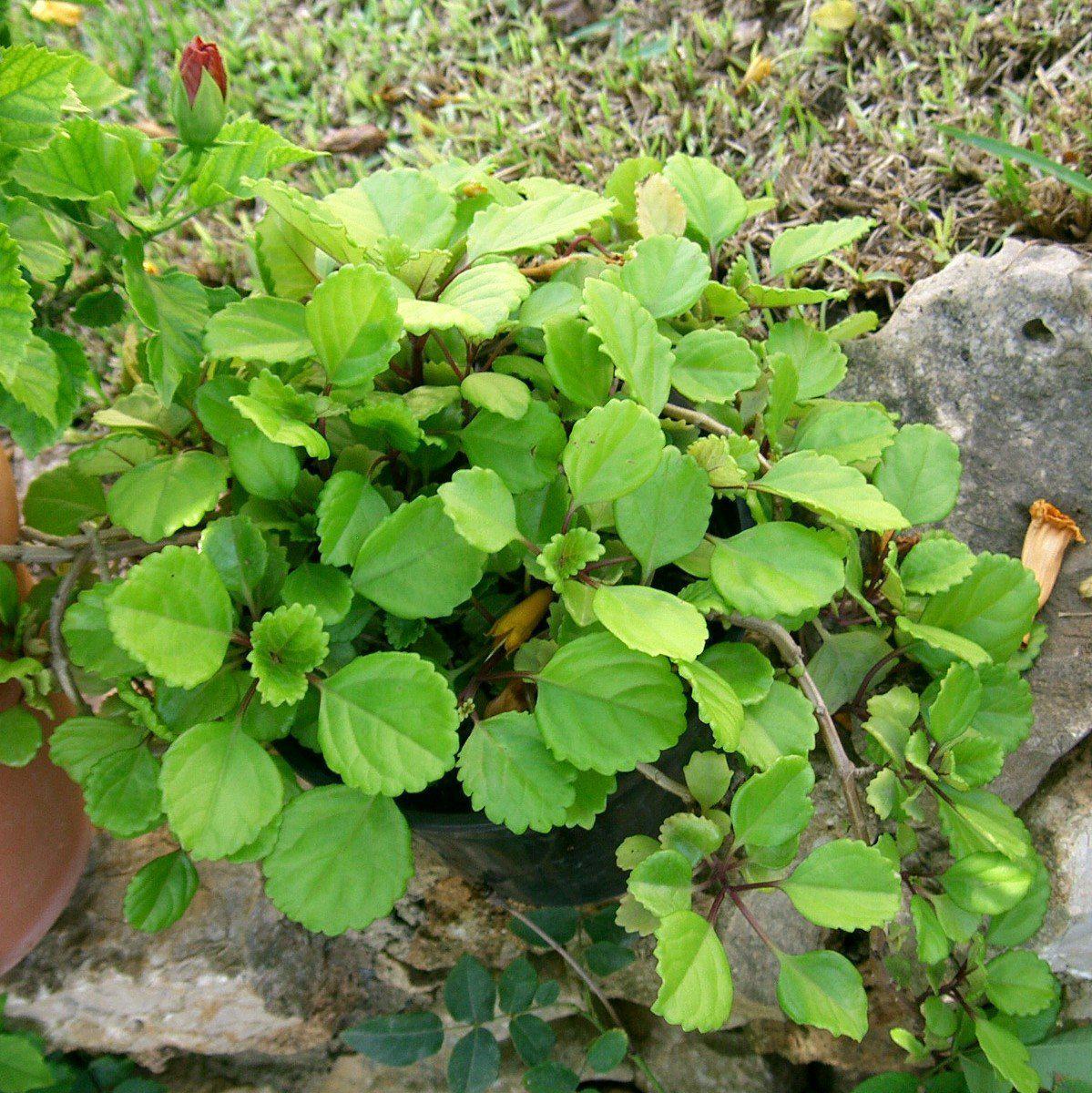 Glechoma hederacea Variegata ~ Creeping Charlie