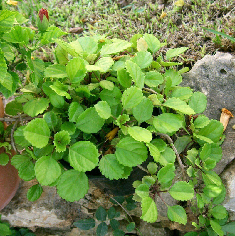 Glechoma hederacea Variegata ~ Creeping Charlie
