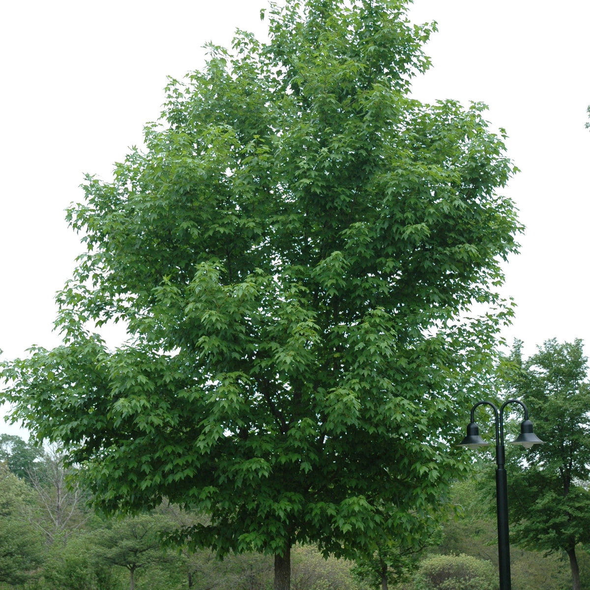 Acer miyabei 'Morton' ~ State Street™ Maple