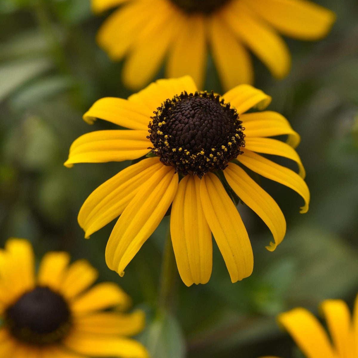 Rudbeckia fulgida var. sullivantii 'Gold Blitz' ~ Gold Blitz Black-Eyed Susan