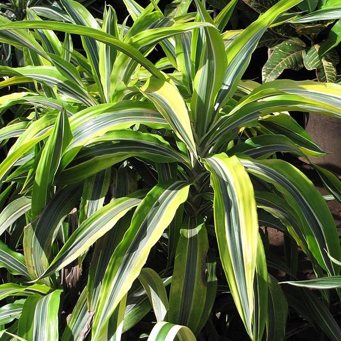 Dracaena fragrans 'Lemon Lime' ~ Lemon Lime Striped Dracaena