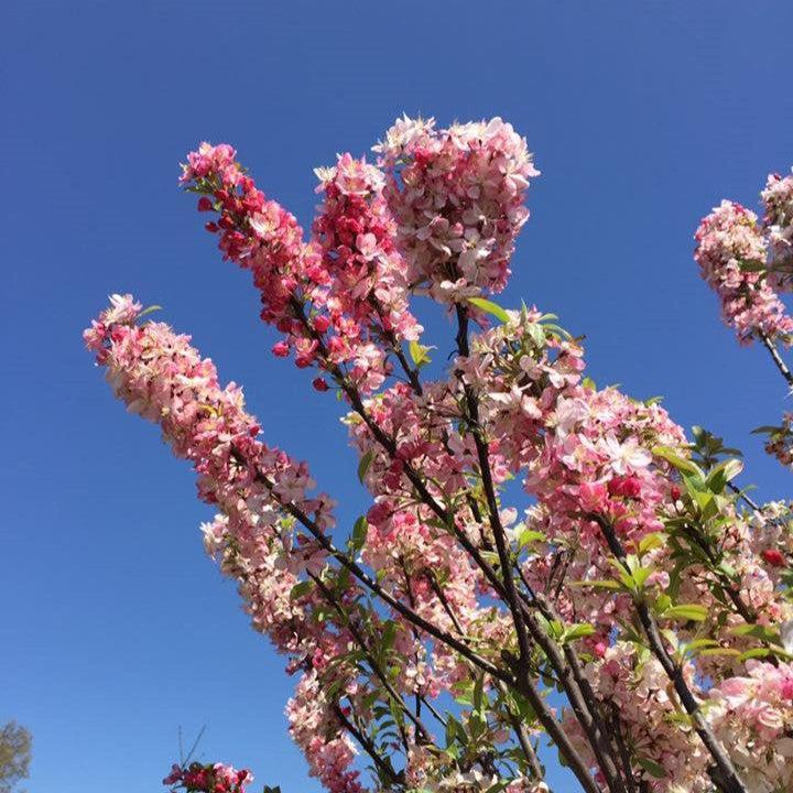 Malus 'Coralcole' ~ Coralburst® Crabapple