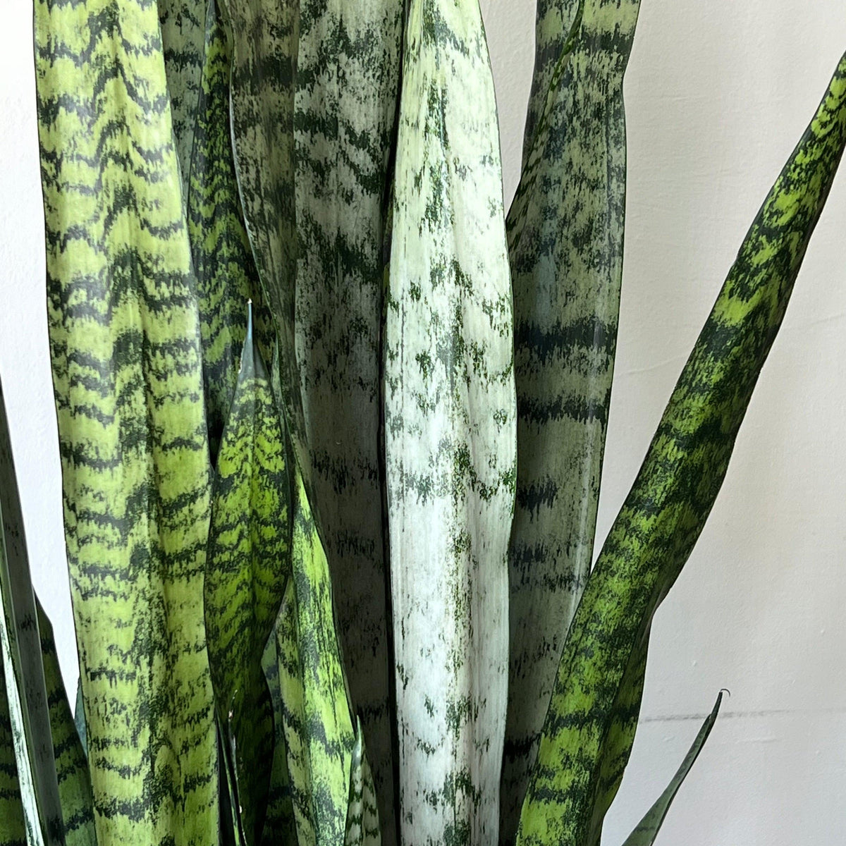 Sansevieria zeylanica ~ Snake Plant Zeylanica