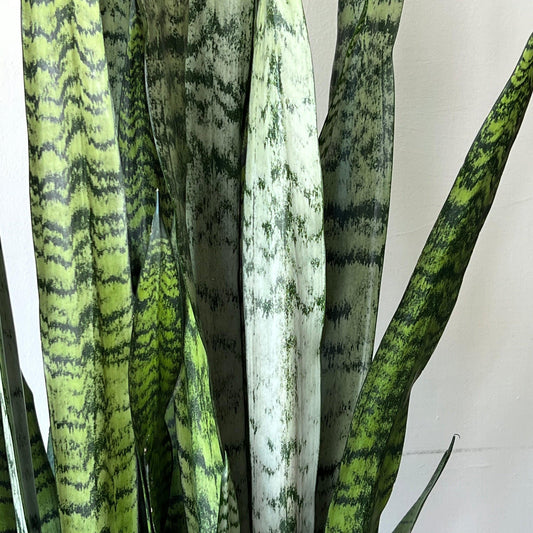 Sansevieria zeylanica ~ Snake Plant Zeylanica