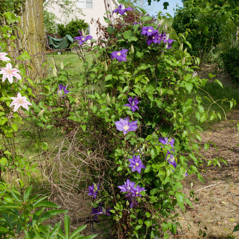Clematis 'H.F. Young' ~ H.F. Young Clematis