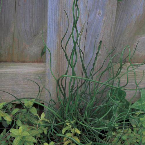 Juncus effusus 'Curly Wurly' ~ Curly Wurly Corkscrew Rush