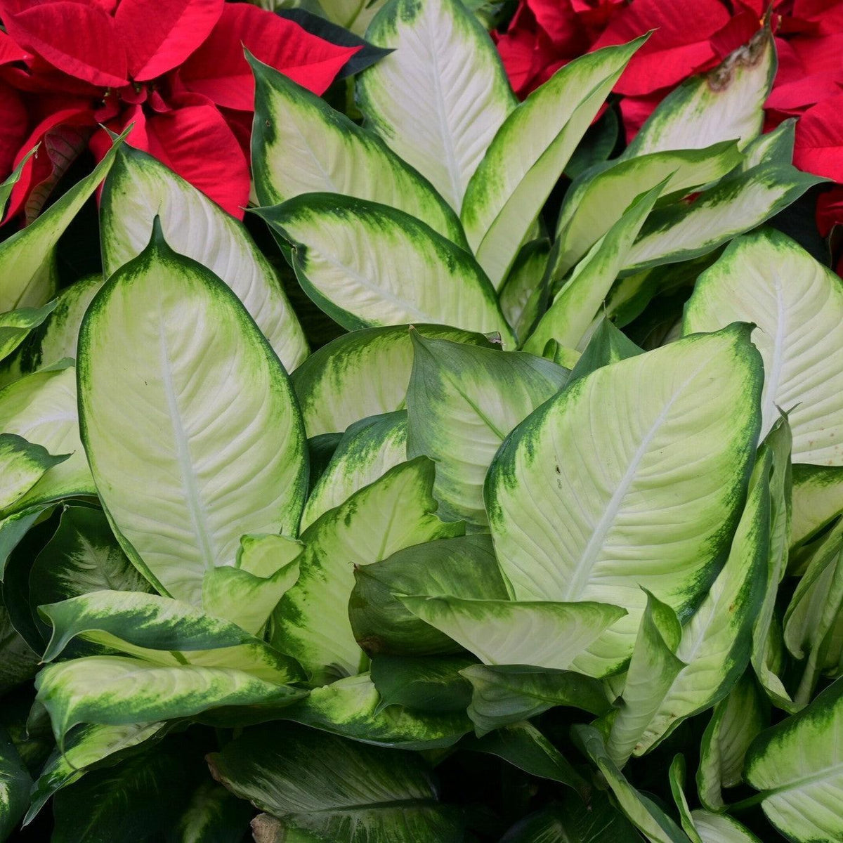 Dieffenbachia 'Tropic Marianne' ~ Tropic Marianne Dieffenbachia