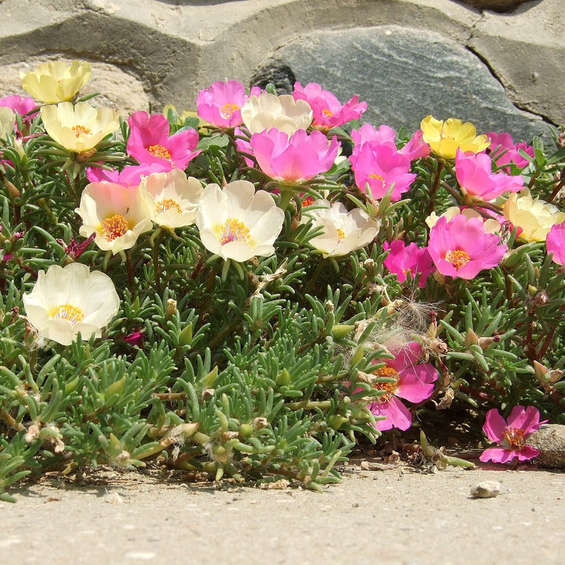 Portulaca grandiflora ~ Moss Rose