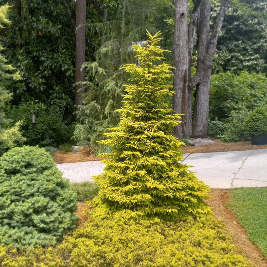 Picea orientalis 'Firefly' ~ Firefly Oriental Spruce